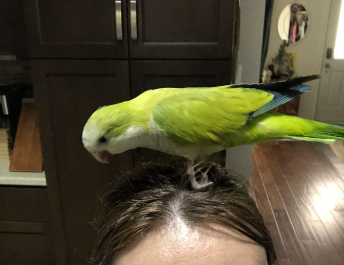 GuelphLostPets's tweet photo. MISSING. Monroe, a green female Quaker parrot, was last seen in the Sleeman Ave area of #Guelph. She has a distinctive loud squawk. Friendly &amp; loves carrots/cucumbers. Will fly onto head or shoulder if called &amp; hungry. Any info contact Milena via https://t.co/lDrpmzNKcN https://t.co/e6mB3TFv9A