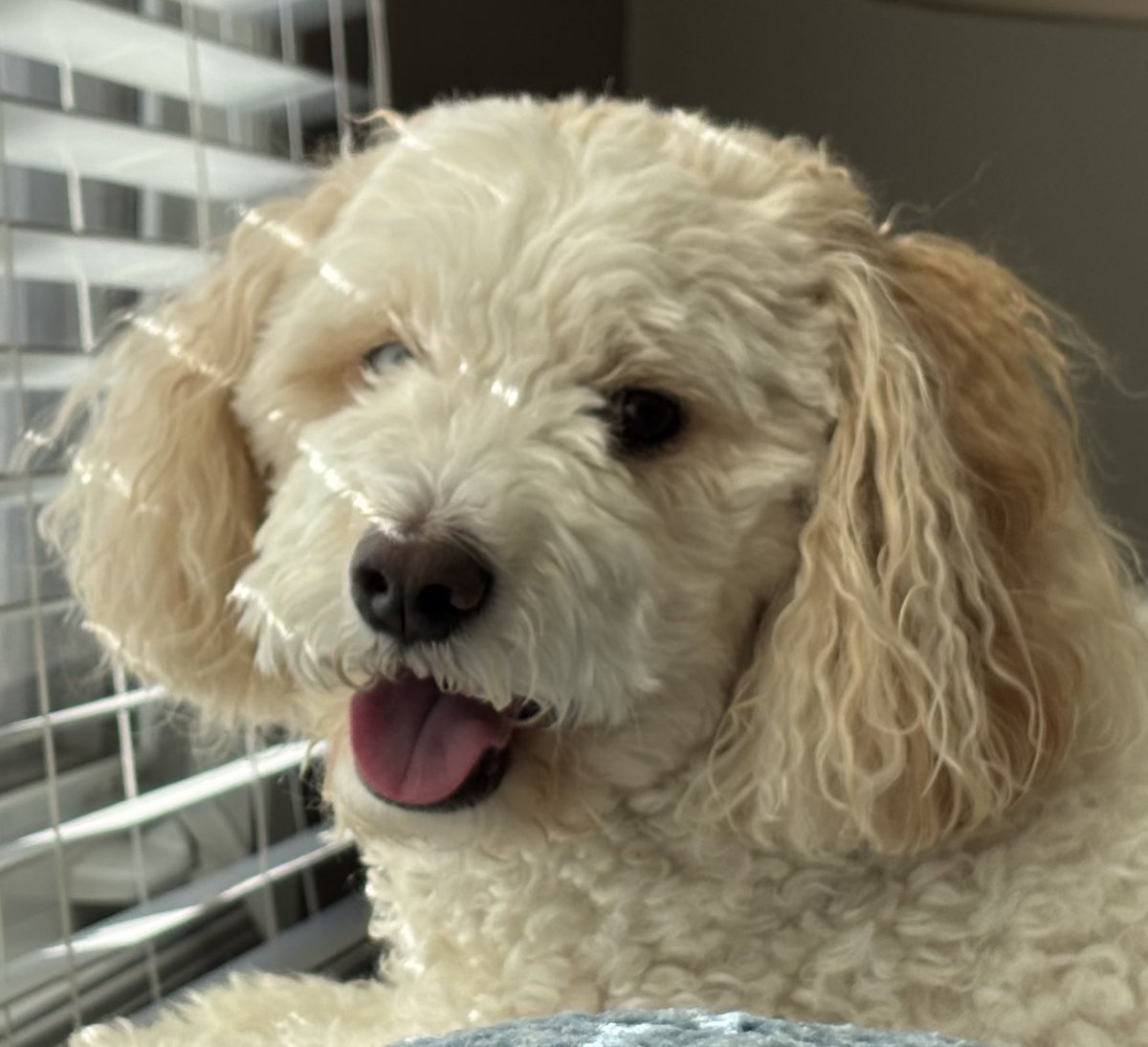 Gracie McDoodle tweet media