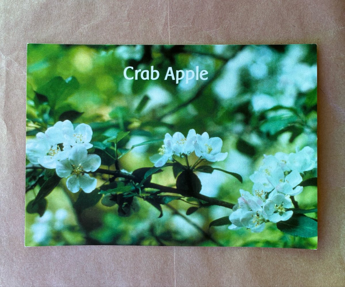 y_naomy703's tweet photo. クラブアップル Crab Apple

わたしは不完全さや病気を師と受け入れます
霊魂がわたしの肉体という存在を通じて語りかけ
スピリットの光がわたしの体を浄化します
わたしは今、新しい健康が光り輝くのを感じます https://t.co/aivfeAT6Ha