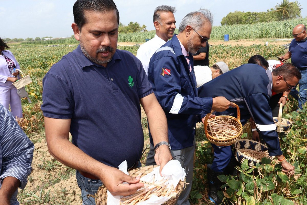 CARDIcaribbean's tweet photo. 🌱🇹🇹 CARDI joined the @maftt_, @FAOCaribbean, @IICAnews &amp; other reps for the official harvest of the Black-Eyed Peas Pilot Project. We delivered technical presentations &amp; live harvest demos showcasing strong local production potential. 🚜🌿 #CARDI #FoodSecurity #Agriculture https://t.co/vkTtqQ6ig1