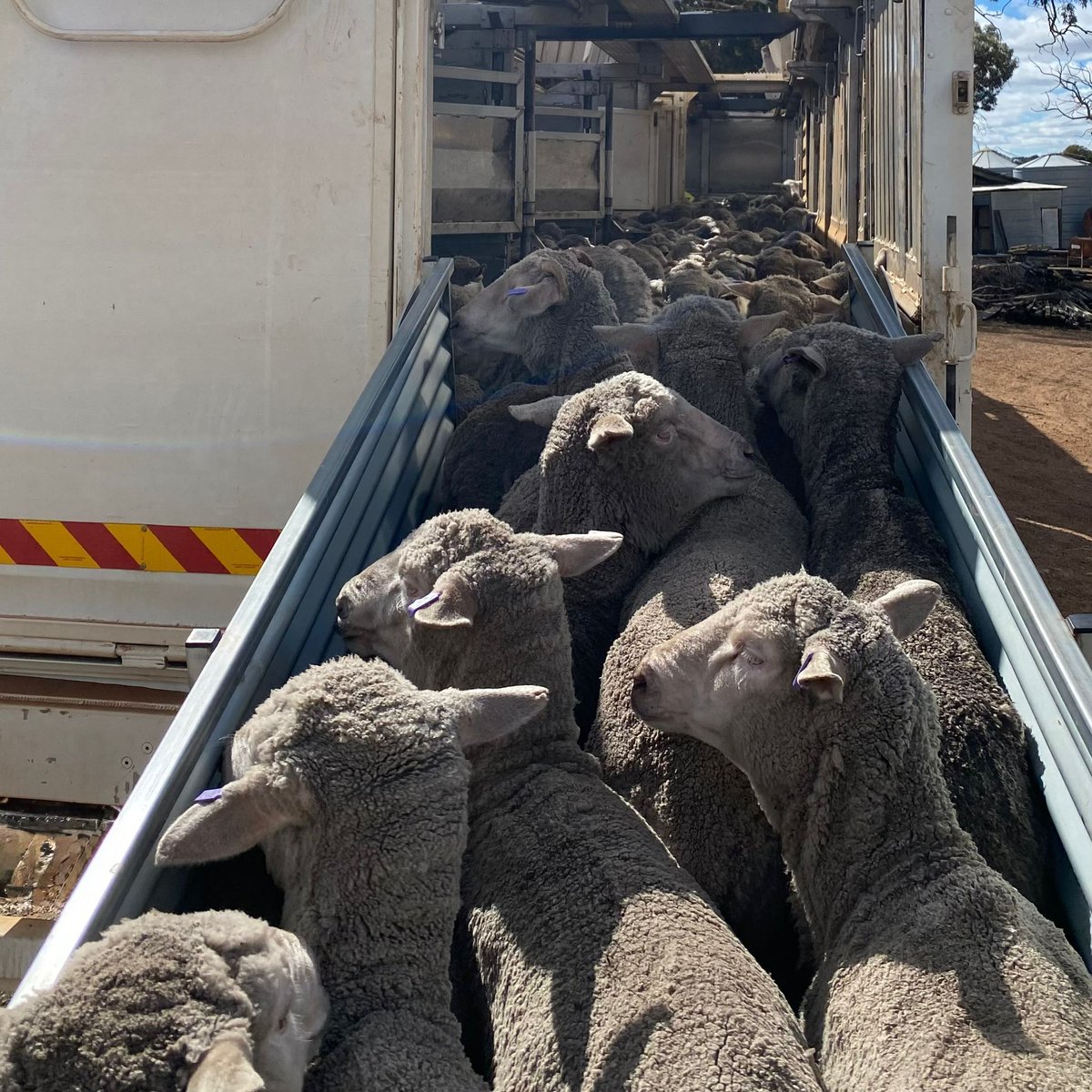 SheepsBack's tweet photo. If you run sheep in Kojonup and surrounds, @DirtSouthern wants to hear from you! MUSTER is here to help Kojonup producers work out the Live Export transition on their terms. 🐑 

All it takes is a quick, fully confidential survey to get started: https://t.co/Fduh5AsDjc https://t.co/RPDtCGiVZY