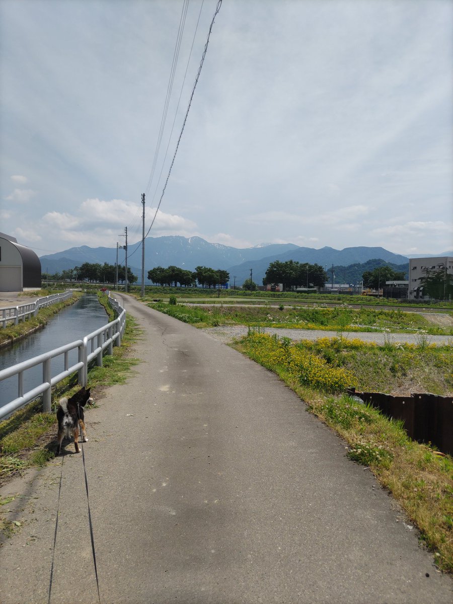 SunValley_H's tweet photo. おはようございます！今朝の六日町は晴れて蒸し暑いです💦
🦁交流戦初戦勝ったー！延長戦を取ったのは大きい！
周囲の田植えはほぼ完了🌱
用水路の水がなみなみと流れて見ていて気持ち良いです。🦮が入りたそうにしてましたがけっこう冷たくて深い…(ﾟＡﾟ;)ｺﾞｸﾘ
本日もよろしくお願いします！ https://t.co/6hcMAciXWr