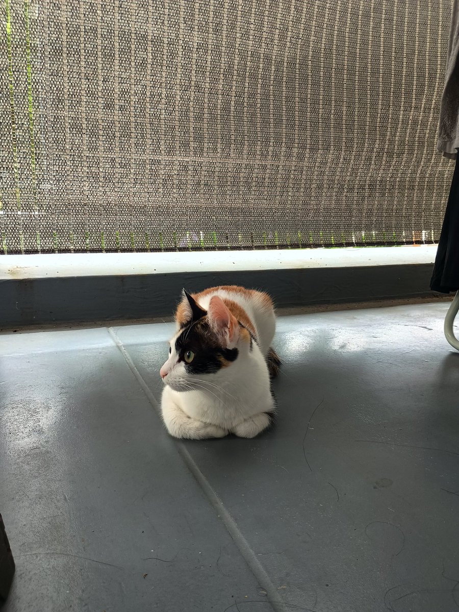 macky_three's tweet photo. また猫ちゃんベランダに来た！ https://t.co/GevaG7uwBi