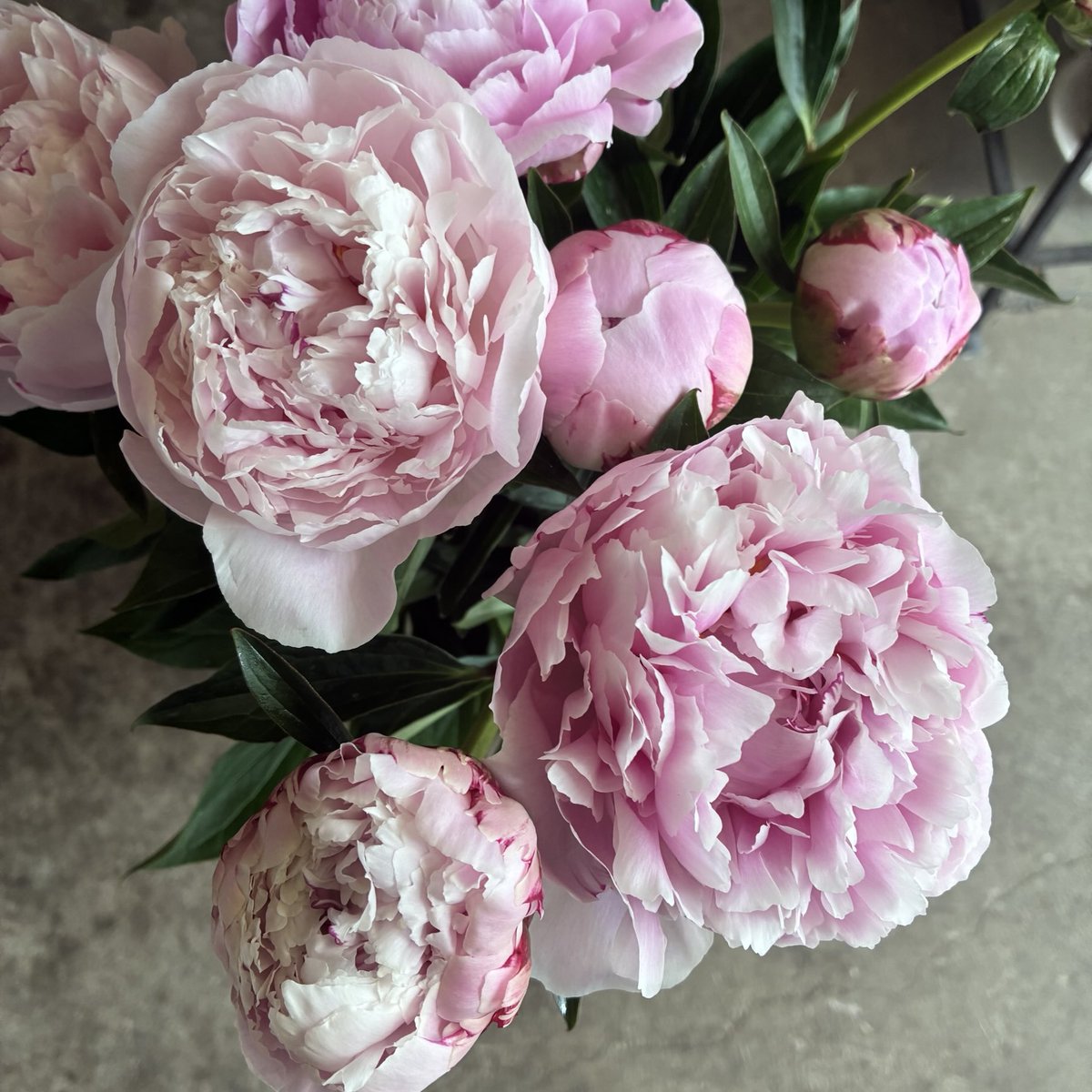 dicipeu's tweet photo. 毎日ひと花＊芍薬『サラベル』 https://t.co/iwiq3PKtmz