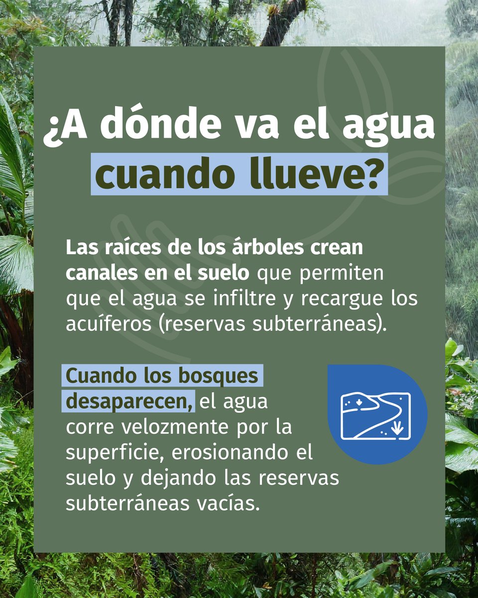 IRIColombia's tweet photo. A menudo nos enfocamos en el agua que fluye por ríos y cascadas, pero las verdaderas reservas de agua del planeta están bajo nuestros pies. Se trata de los acuíferos, formaciones geológicas subterráneas que almacenan y, gracias a sus poros y grietas, permiten que el agua fluya y se pueda extraer.

Los bosques son los encargados de hacer posible este proceso de recarga de humedad. Gracias a la hojarasca y a las raíces, el suelo del bosque se mantiene poroso, actuando como un embudo natural que guía el agua de lluvia hacia las profundidades de la tierra. Sin la protección de los árboles, el agua simplemente ‘rebota’ y se va, llevando consigo la capa fértil del suelo y dejando los pozos secos en las épocas de sol.

Sin agua no hay vida y sin bosques no hay agua. Proteger los bosques es una manera de garantizar que nuestras reservas de agua subterránea nunca lleguen a cero.

Sin bosques no hay futuro. #IRIColombia