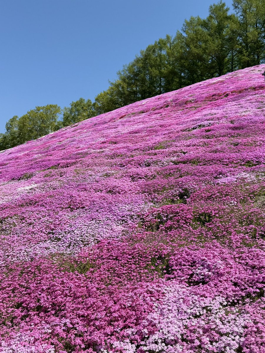 WakaUshijimaKai's tweet photo. 【裏旅猿Vol.28総括②】
〜1日目〜
◾︎ ひがしもこと芝桜公園
涼しい北海道ではちょうど見頃の芝桜
園内にはピンクの鳥居もあって写真映えスポットは多い
ゴーカートやトレインなど芝桜の中を移動できる🌸
札幌市民も来るぐらい北海道では有名スポット

おすすめ度：✮✮✮

◾︎来運神社
山中にある無人神社
湧水を汲みに来る人が多数訪れる
御朱印はない
電波がないかなり山の中なので車でしか行けない

おすすめ度：✮✮

@uratabizaru3 
@ringsan0707