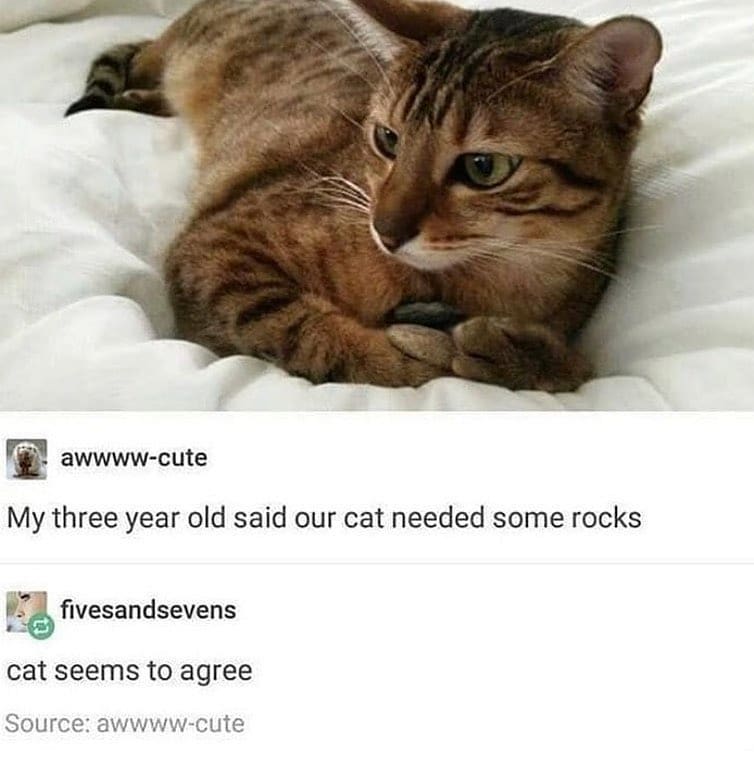 Punch Cat tweet media