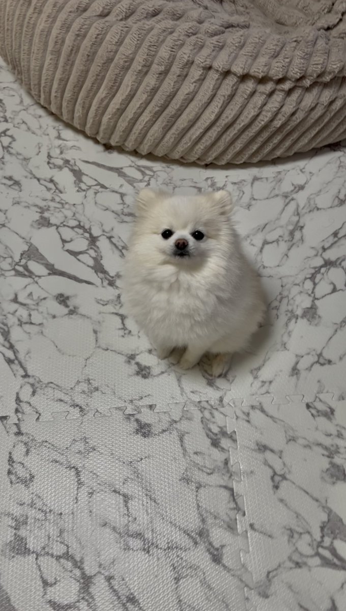 出かける準備してたらやって来た寝起きの犬 「おきた、行ける」