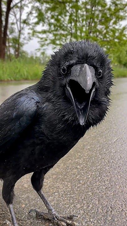 Crow tweet media