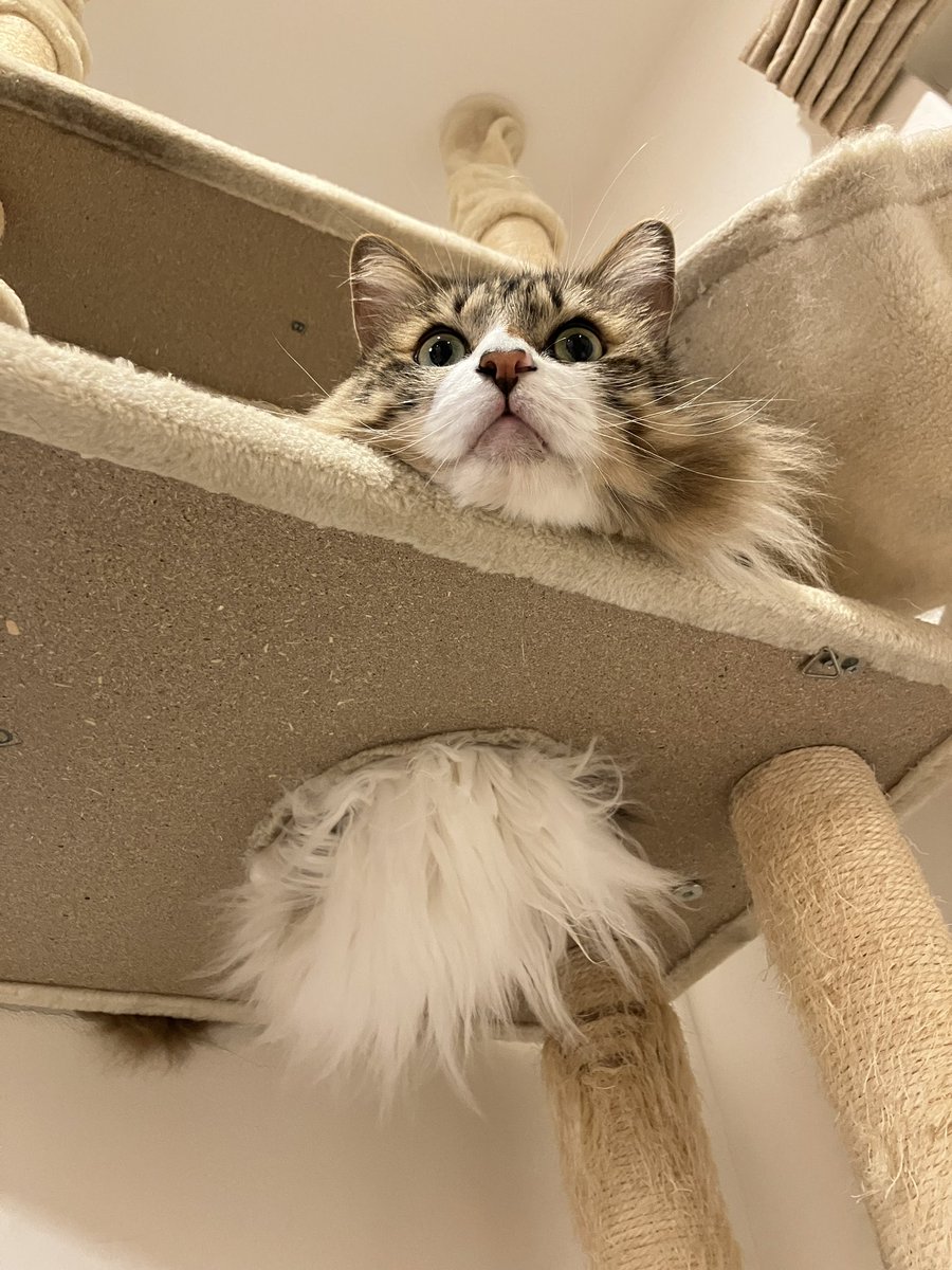 orinpy_'s tweet photo. おはにゃんこ

#猫 https://t.co/yirVetTc9u