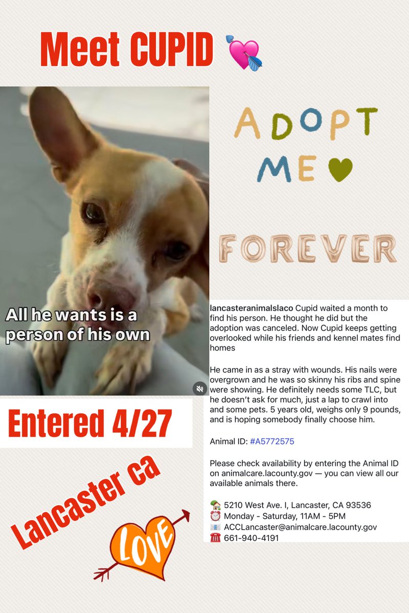 SarahjaneGille1's tweet photo. VIDEO WATCH ‼️⬇️📹 Meet CUPID in JEPOARDY 🆔 #A5772575 #Chihuahua 5yrs old Male 9lbs  ENTERED 4/27 
ADORABLE 🥰 CUTIE ☺️ Go now Adopt Save Rescue looks sweet poor baby 

 https://t.co/94C9yZT3o0

Contact
5210 West Avenue I
Lancaster, CA 93536
(661) 940-4191
acclancaster@animalcare.lacounty.gov @AnimaLancaster @LACoAnimalCare @SabaMekaZeus @mapleveewesem @tomsland_ @Iza_2021 @IsaBobby2406 @AAsoldiershawn