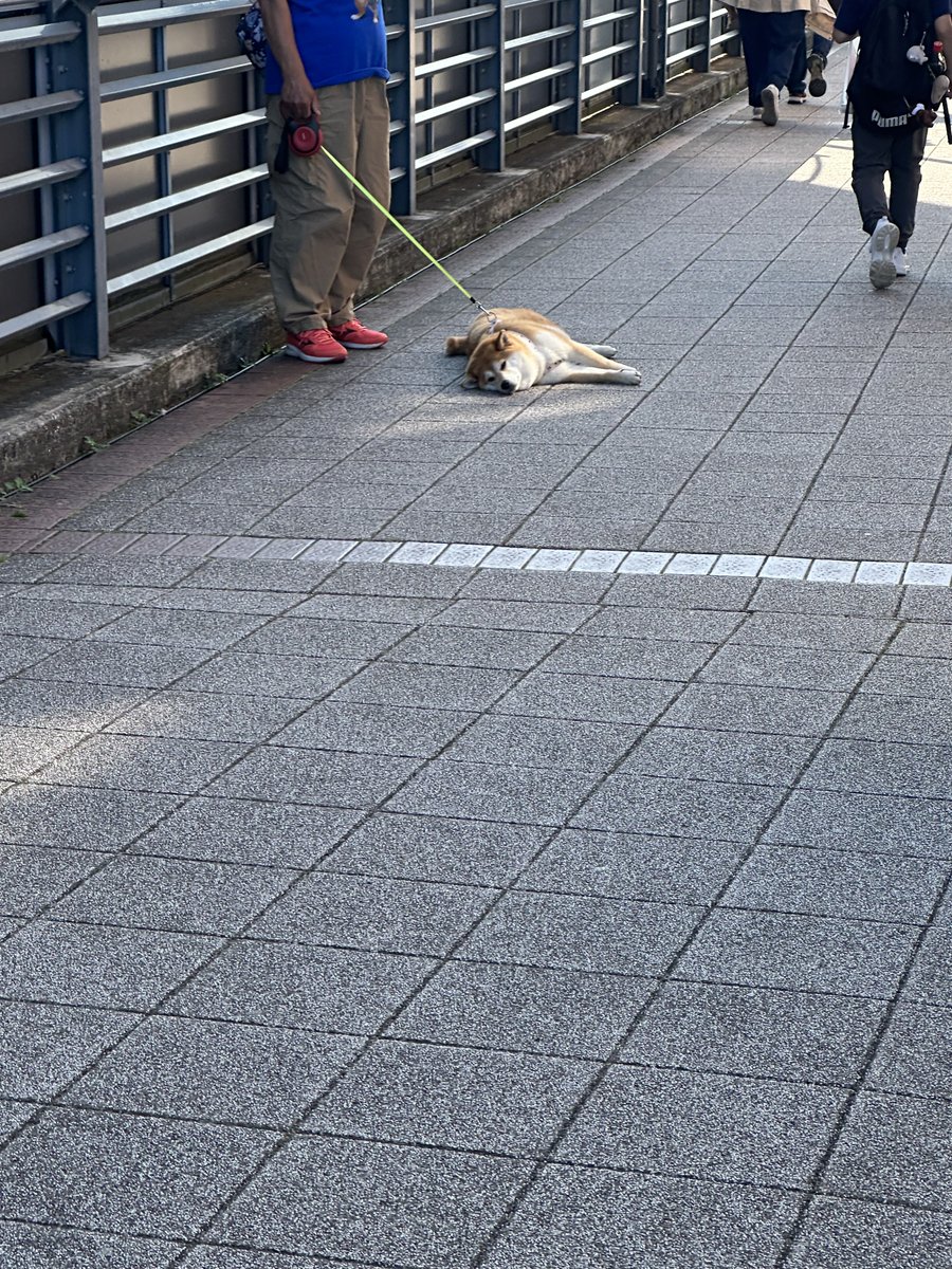 ongakuyone's tweet photo. 自己肯定感って「今の私のままでいいのだ！」だけかと思っていたけど
「自分ができること、できないこと」の両方を理解している状態だと学んでへぇ〜👀🐟となりました。
自己効力感(成功体験)→自己肯定感→自尊心(存在意義)の順に育っていくようです。

お散歩ヤになっちゃったイヌ。 https://t.co/jlc1YsW4U7