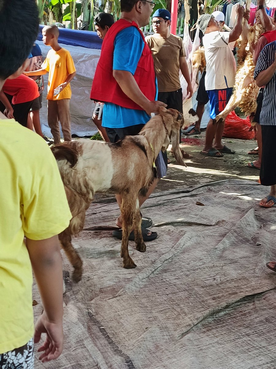 odeeiaa's tweet photo. berawal iseng nabung pap bubble ode, trs blg kalo tabungannya penuh mau dibeliin kambing buat qurban. 
tabungan udh full, tp gue maju mundur jd qurban atau ga, dan atas izin Allah, akhirnya qurban hari ini. terima kasih yaAllahh udh dikasih izin qurban taun ini 🥹🥹🥹🫶 https://t.co/8VvzXdky1p