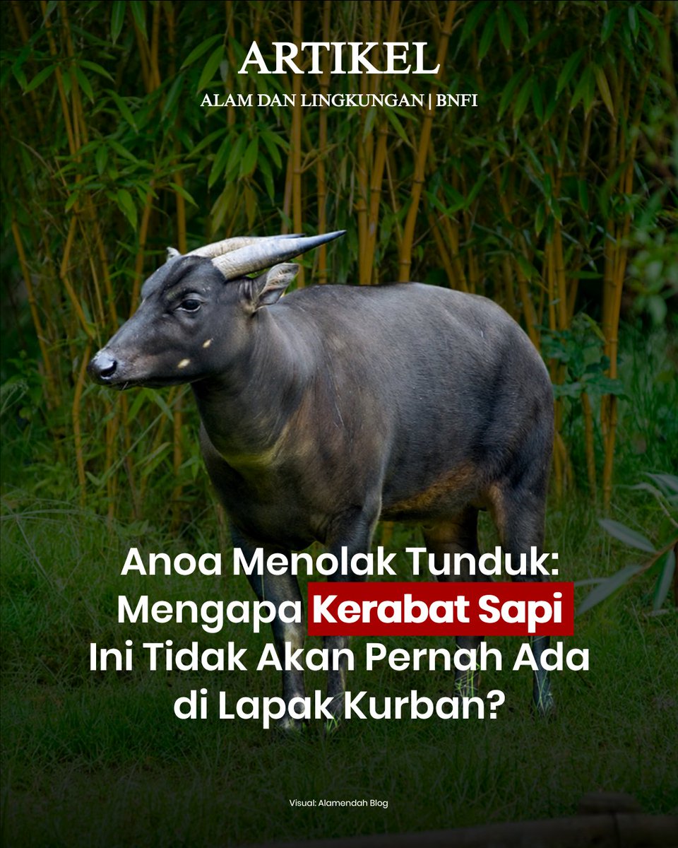 Bad News From Indonesia tweet media