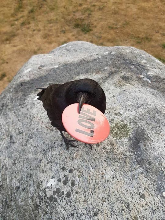 Crow tweet media