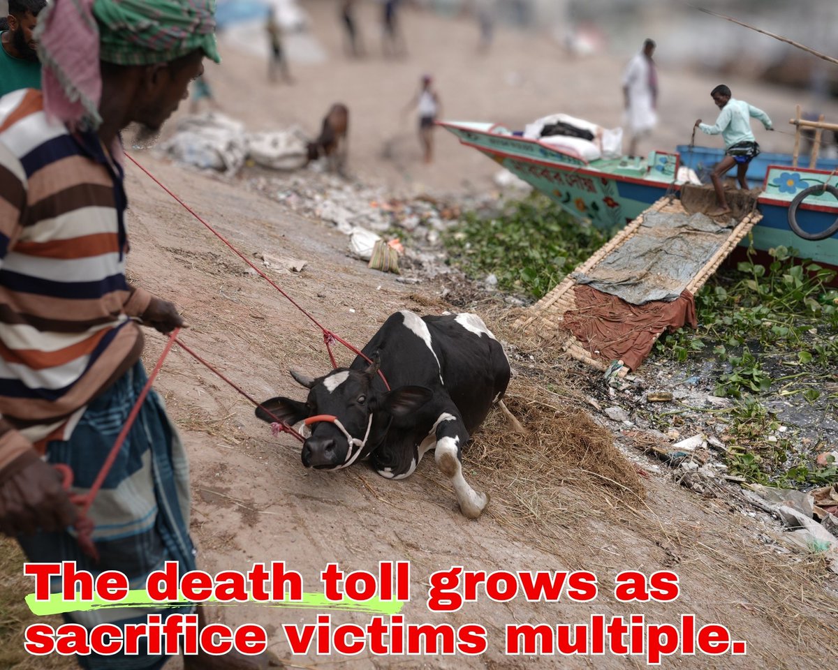 annamoor1995's tweet photo. .@Bangladesh .@UKinBangladesh .@ChiefAdviserGoB #gruesome Killings of animals as Devotees transport the last of the ‘sacrificial’ victims. Markets are overflowing. Animals are terrified - as they sense the barbarism they will face by savages here! https://t.co/1tmsUwajV4