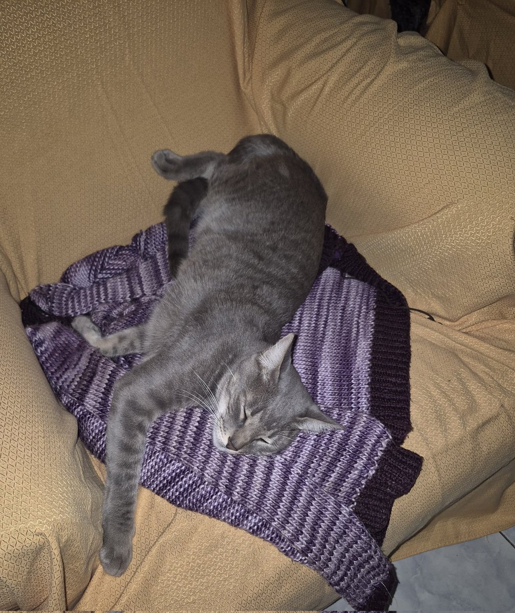 ProfeAgotaaa's tweet photo. Roberto. El gato que se auto adoptó en la casa de mi vieja. https://t.co/m87iLYNa4l