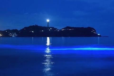 74heeeero's tweet photo. 夜光虫みてみたい https://t.co/fCFqTbU9fL
