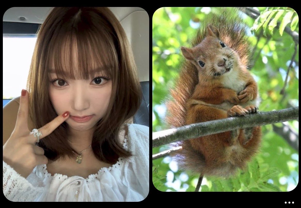 tweak4eva's tweet photo. everytime i open pinterest there is Squirrelwon https://t.co/0MavkxgexG