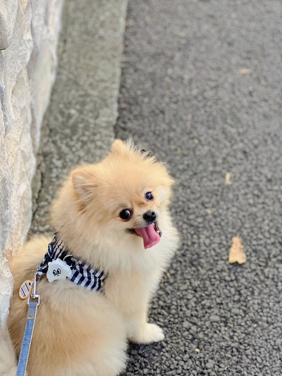 p0kitan's tweet photo. おはよーー☀️🐹

#ポメラニアン https://t.co/CRbDfrz9Ls