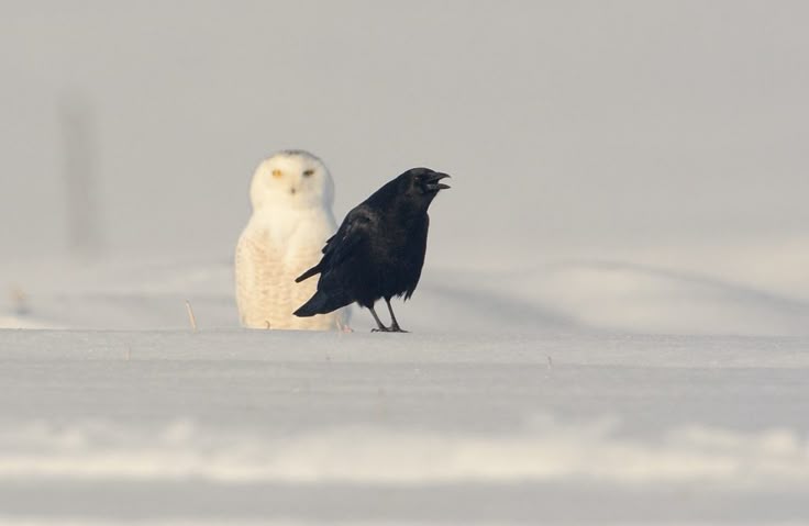 Crow tweet media