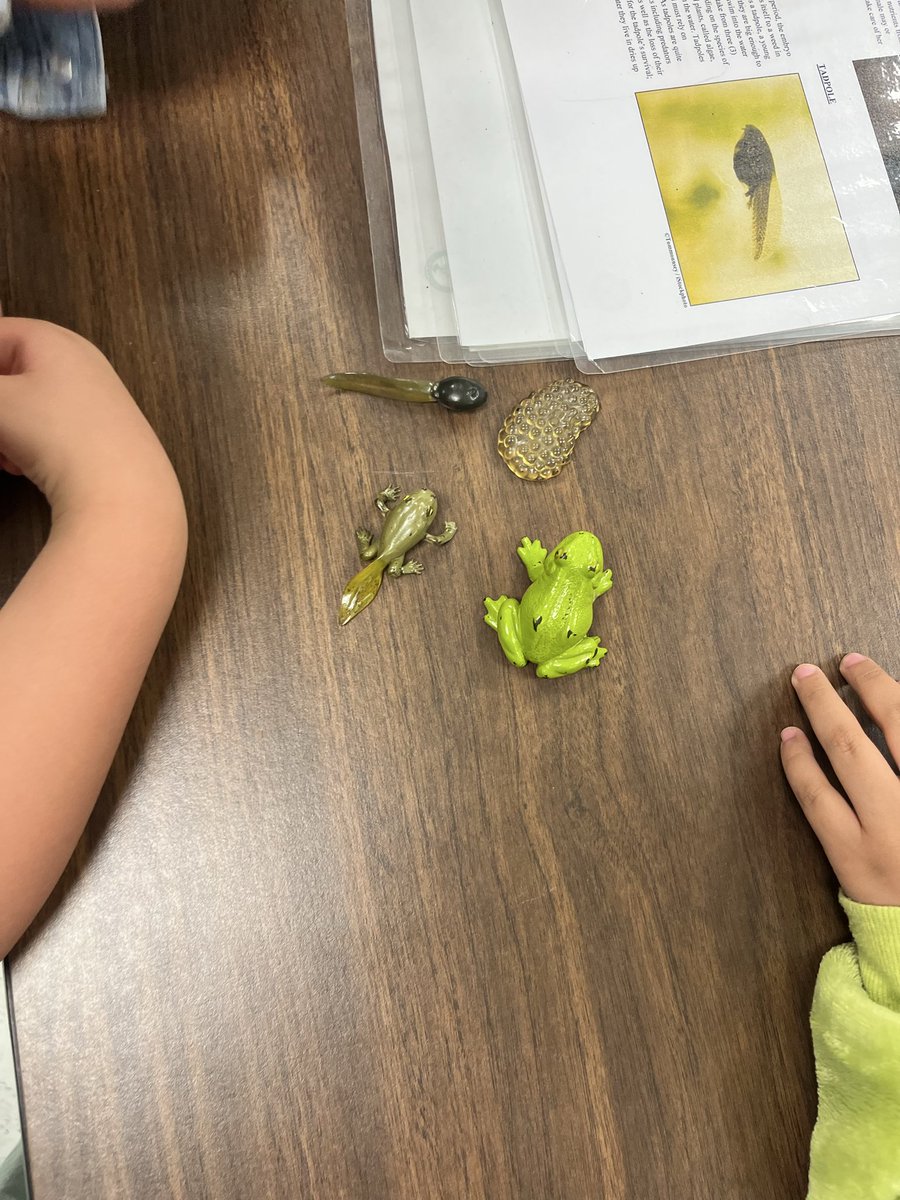MrsNVasquez's tweet photo. A huge thank you to the Texas Wildlife Association for visiting us @KennedyCougs and bringing such a fun and dynamic activity to help our students learn about life cycles! They were engaged, curious, and excited to explore science in a hands-on way. 🦋🐸🌱 #ScienceInAction https://t.co/zMGCrlPsDC