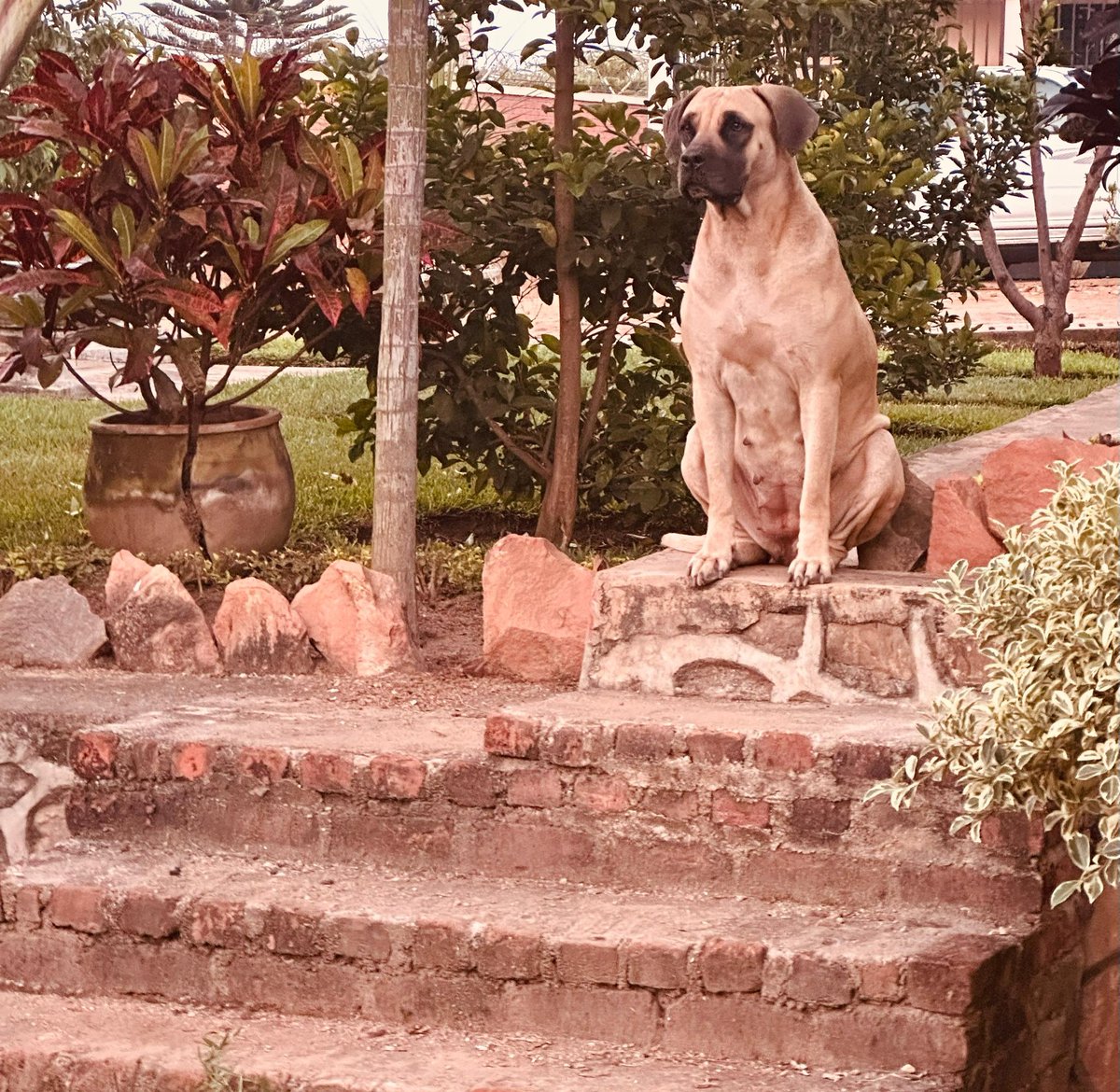 it_must_be_ray's tweet photo. @SoBeloww @CptErnest @recovery_simp Or get a boerboel instead of GSD. Come get a boerboel puppy from me and tell me how it goes when they visit next time😂 https://t.co/bPmXmOfSSo