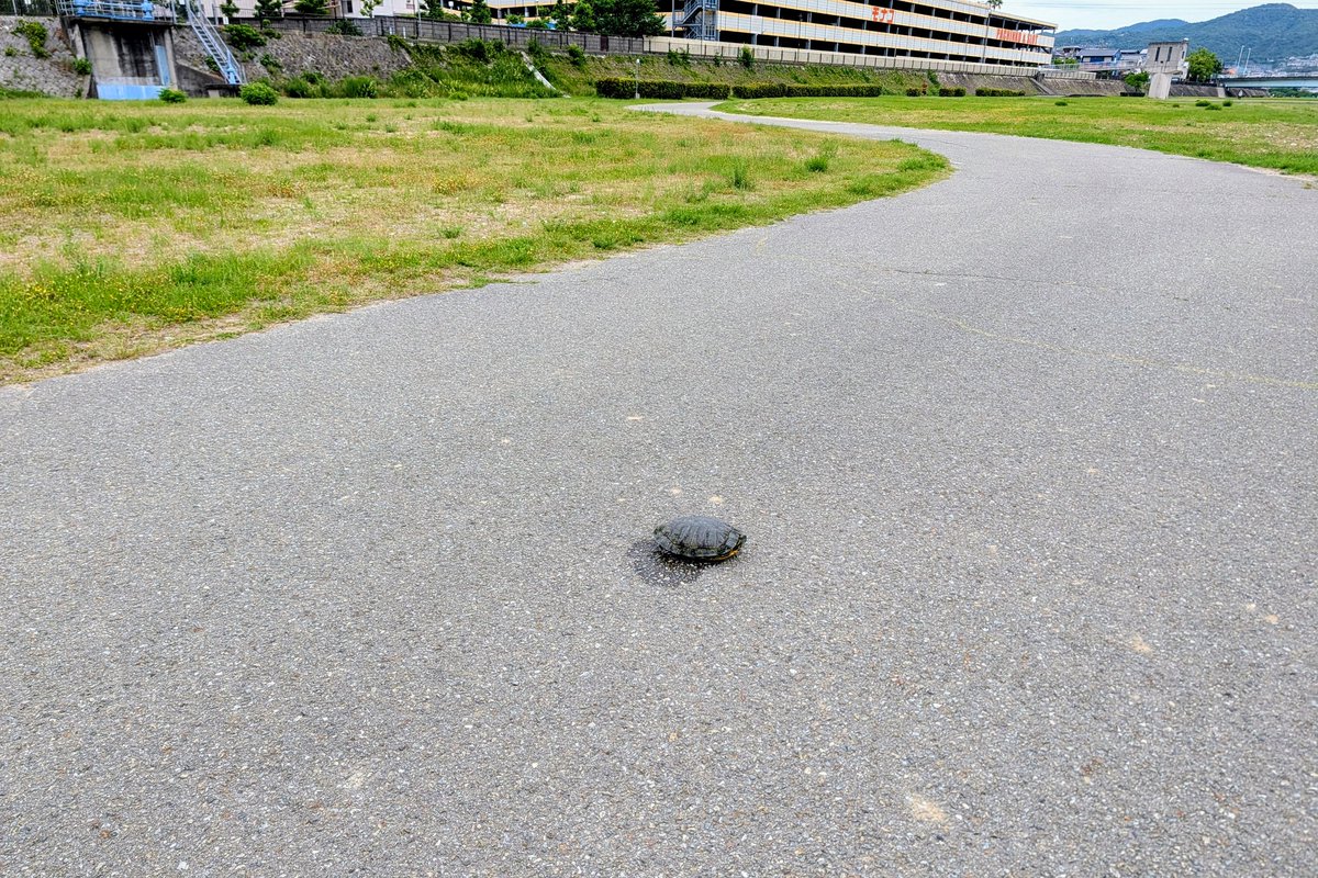 MacoLOG's tweet photo. 朝のチャリトレ中、何や？！と思ったら、亀が道路を横断してた〜😅 https://t.co/8daZyzbobh