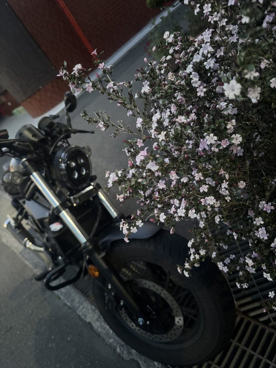 subluvgnu's tweet photo. 名前￤ぴちゃん🍙🐰
住み￤東京
性別￤♀
年齢￤'94
身長￤158
愛車￤Rebel250 
好き￤⛰️🏝️☕️🏎️👖🍜🦷
一言￤大型教習中(夏頃納車予定)
#バイク乗りとして軽く自己紹介 https://t.co/LoJtKFCx3B