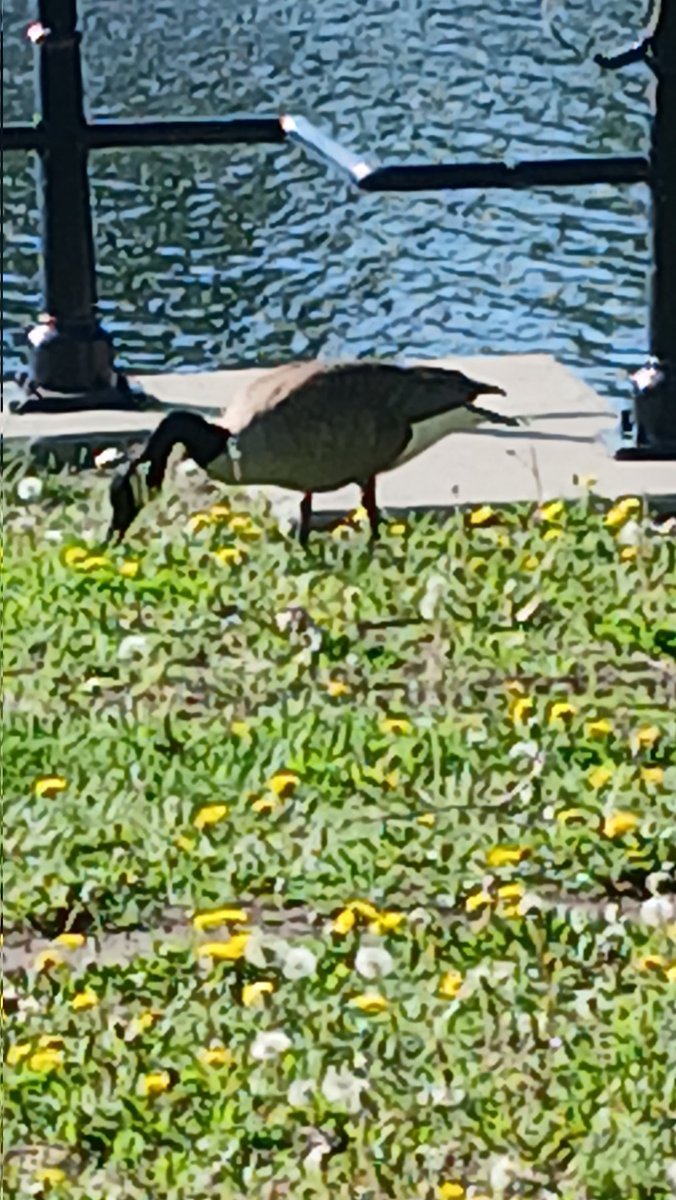 apt2329's tweet photo. Geese, Bicycling,
May 26th, 2026.
Water Canal, 7am.
St Henri, Montreal. https://t.co/xKf0sGhG82