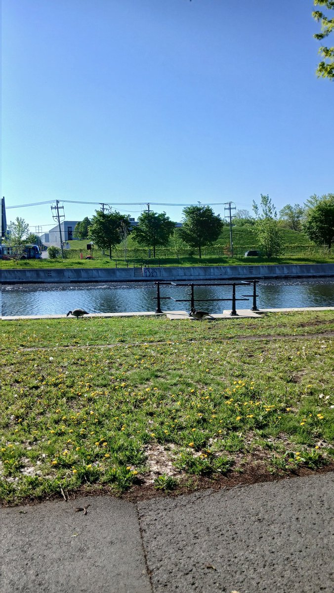 apt2329's tweet photo. Geese, Bicycling,
May 26th, 2026.
Water Canal, 7am.
St Henri, Montreal. https://t.co/xKf0sGhG82