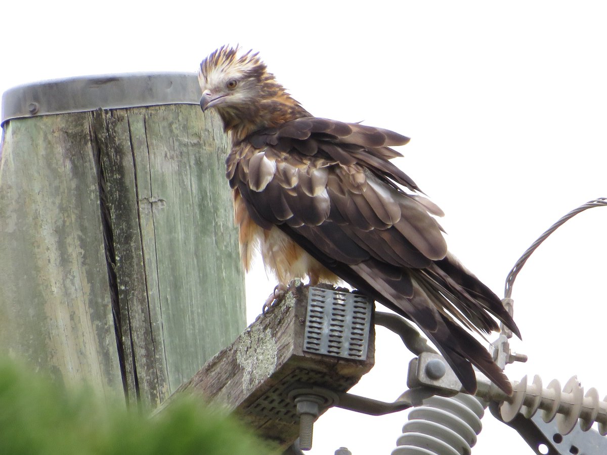 NikkiKittyK's tweet photo. @SimonCotter62 Have you got any of these critters floating around? I think it's a Whistling Kite. This pr!ck tried to attack me and I've seen it lining up other birds sitting on nests. It's a vicious, nasty thing. Sorry about your rooster. https://t.co/abkgCSiQEe
