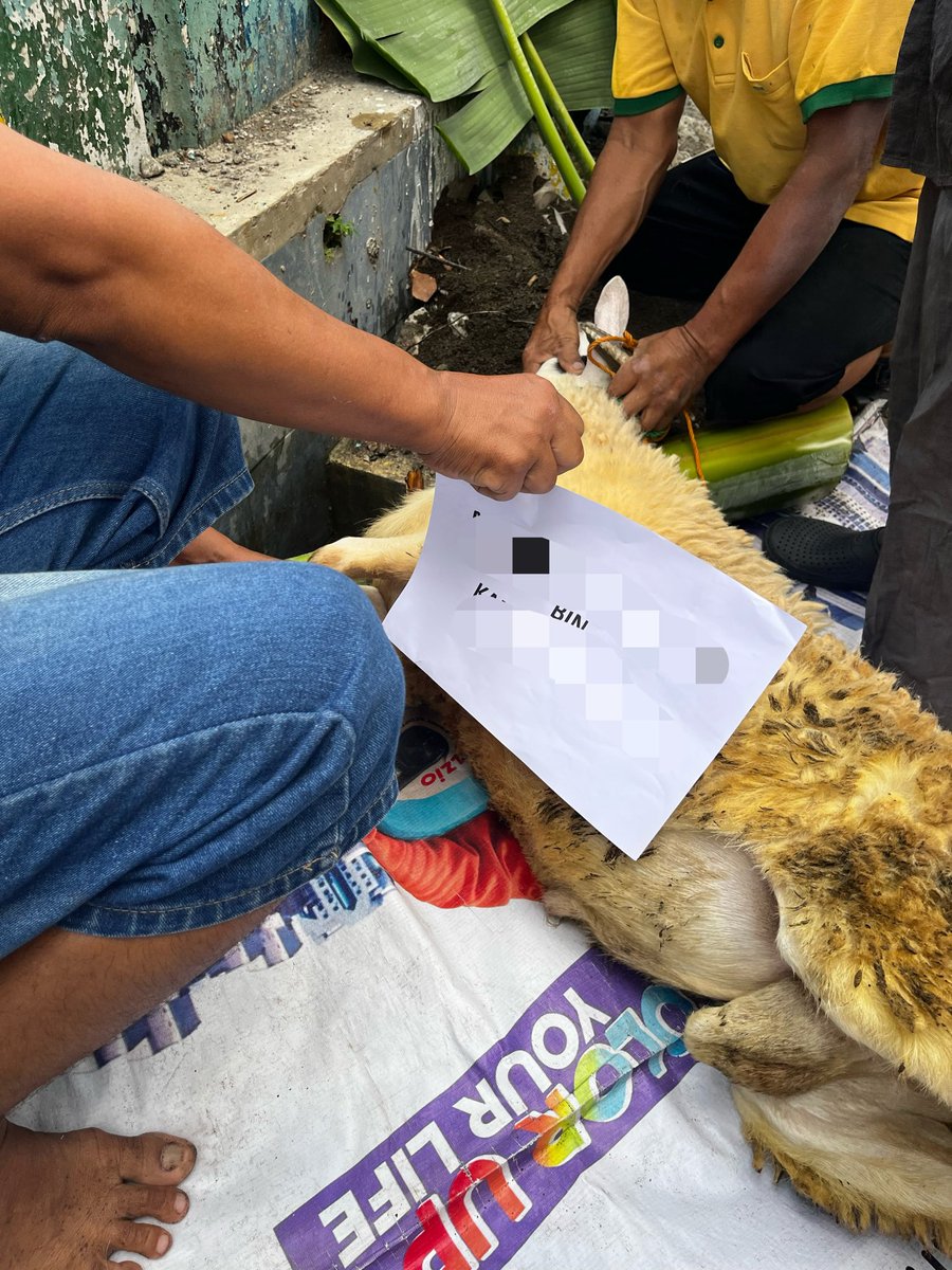 Miawsturbate's tweet photo. Dipercaya buat salurin qurban dijogja sama customer dari malaysia. 🫶🏻🫶🏻🫶🏻 https://t.co/PKQ1l7gRU9