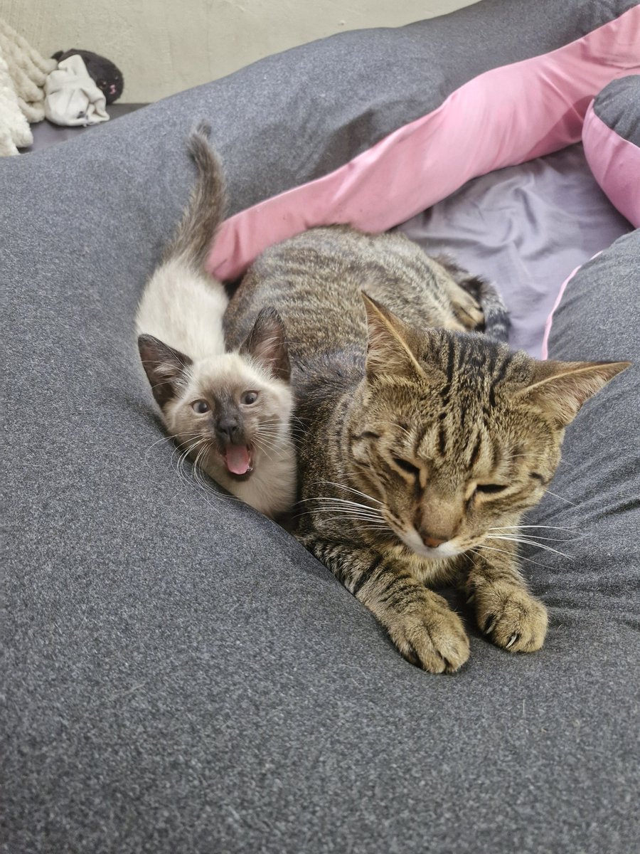 AlessAlt74's tweet photo. @LaChinatriple Ahora se nos unió el señorito Alfonso, mejor conocido como Poncho, y es un amor 🥰 https://t.co/o6nIdrHfJk