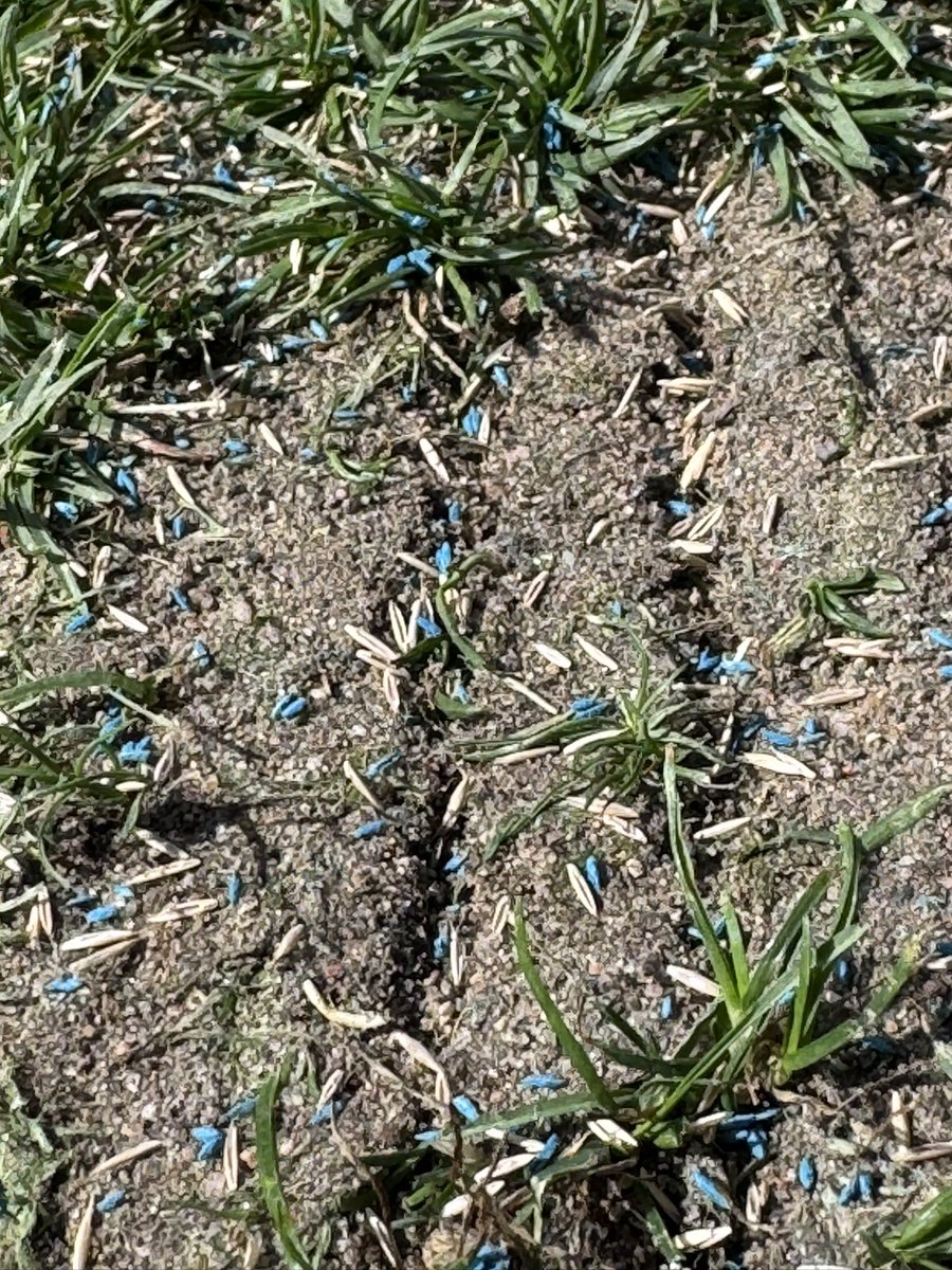 mronTurf's tweet photo. Thanks to @IowaSportsTurf for coming out today and helping us in our midseason field renovation! Took out 30 yards worth of organic material followed behind by seed and topdressing. Nutrients and wetting agent due up next, followed by water and  sunshine to help the recovery! https://t.co/EDnHwFYTOt