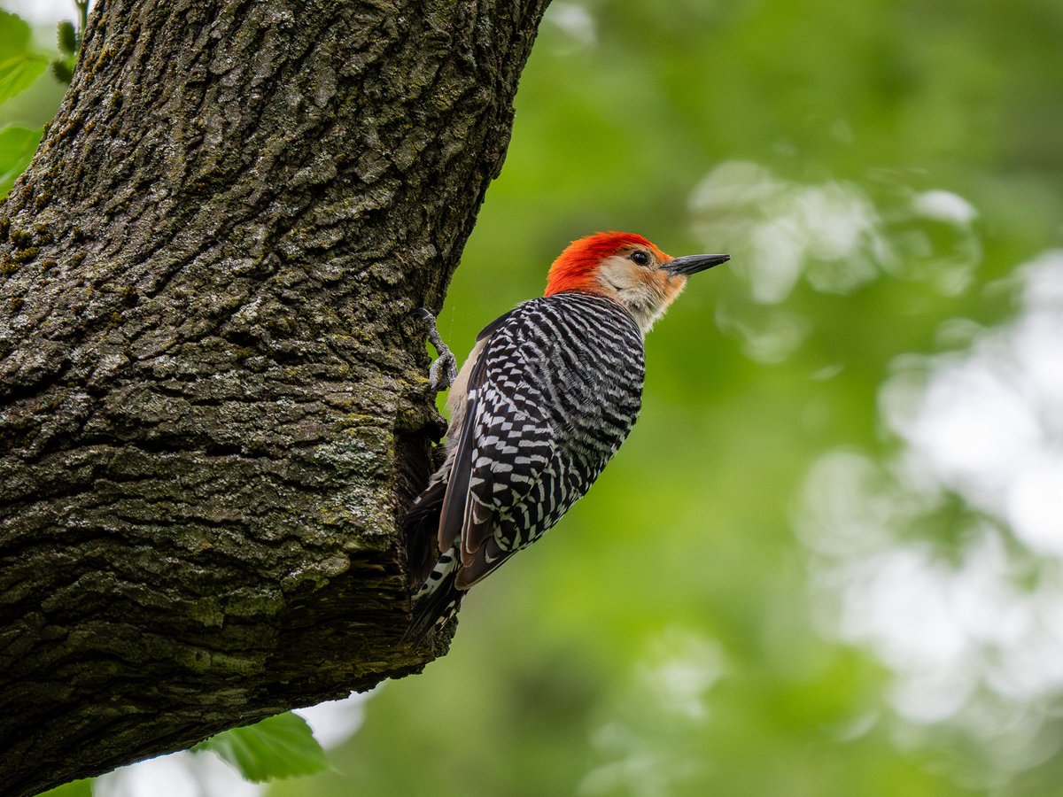 HartselFindBird's tweet photo. Went to the Ramble Saturday morning hoping to photograph some warblers before the deluge, saw a few but the best pics were the year-round resident Blue Jay and Red-bellied Woodpecker.  #birdcpp #CentralParkNYC https://t.co/9WsQtbpNJk