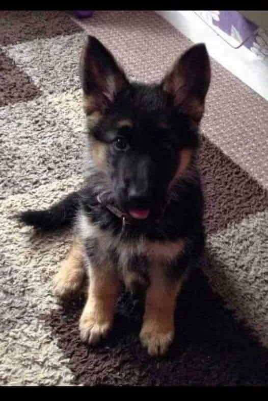 sidd_sharma01's tweet photo. #AdoptionAlert
Needs a home urgently. If anyoneβs interested - This is Leo - a two months old German shepherd.
My neighbor Sonali bought him for βΉ20000/-. She wanted to give a surprise gift to her husband. But she came to know that her husband Raghvan is alergic to dogs. Sonali is now looking for a new home for him.
If anyone is interested, Raghvan is 32 year old, drives a bike, can cook, has sharp features, and is reasonably handsome.
π€ͺ
For - Agle Janam Mohe Kutta Hi Keejo ππΎπ
