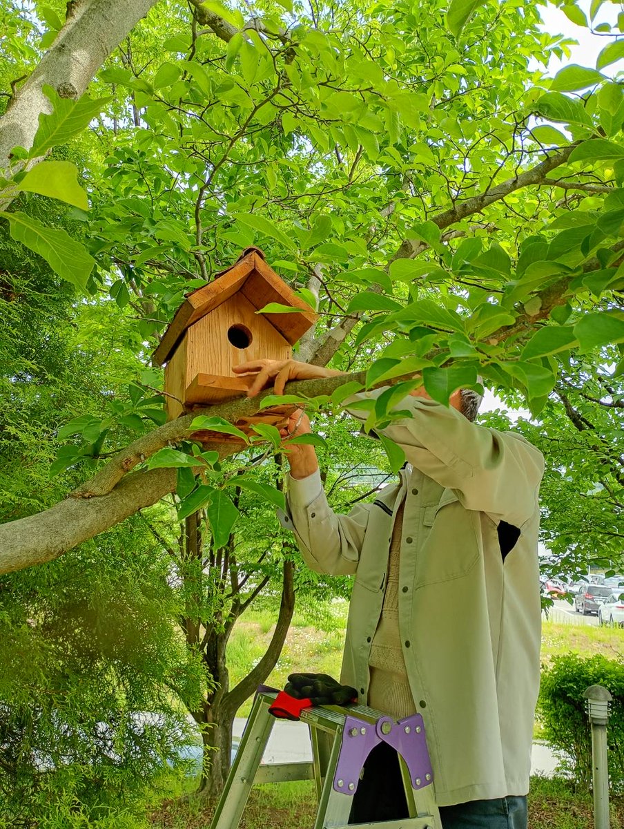 519worklodge's tweet photo. コワーキングエリア外の中庭に
鳥の巣を設置しました💛🐤🌿

当館にご来館の際は、
ぜひどこにあるか探してみてください☺️

1年後には、小さな住人さんが暮らし始めているかもしれません✨

日常の中にある自然の豊かさを、
ふと感じられる場所になれたら嬉しいです🍀

#519worklodge #鳥の巣 https://t.co/hM3GJwBJ0y