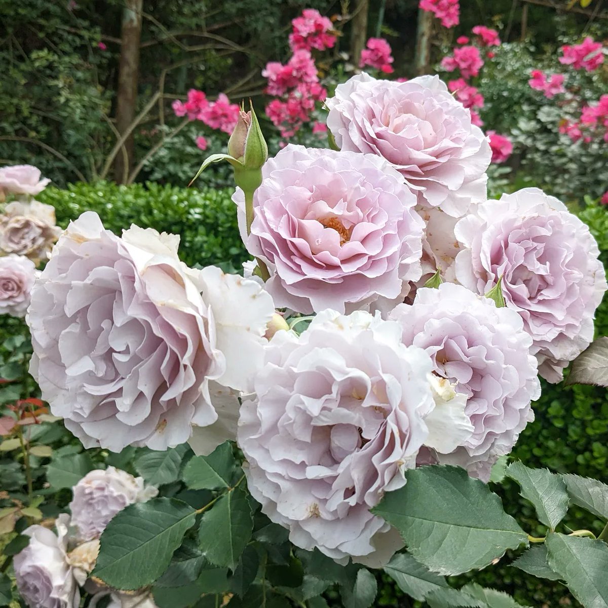 rosa_celestial's tweet photo. 撮り下ろしより
イントゥリーグ、ニューウェーブ、オルソラスピノーラ、バターカップ
SHOP↓
https://t.co/MnEAq31WV8
#天空のバラ園 #バラ https://t.co/8OMGKuTjFg