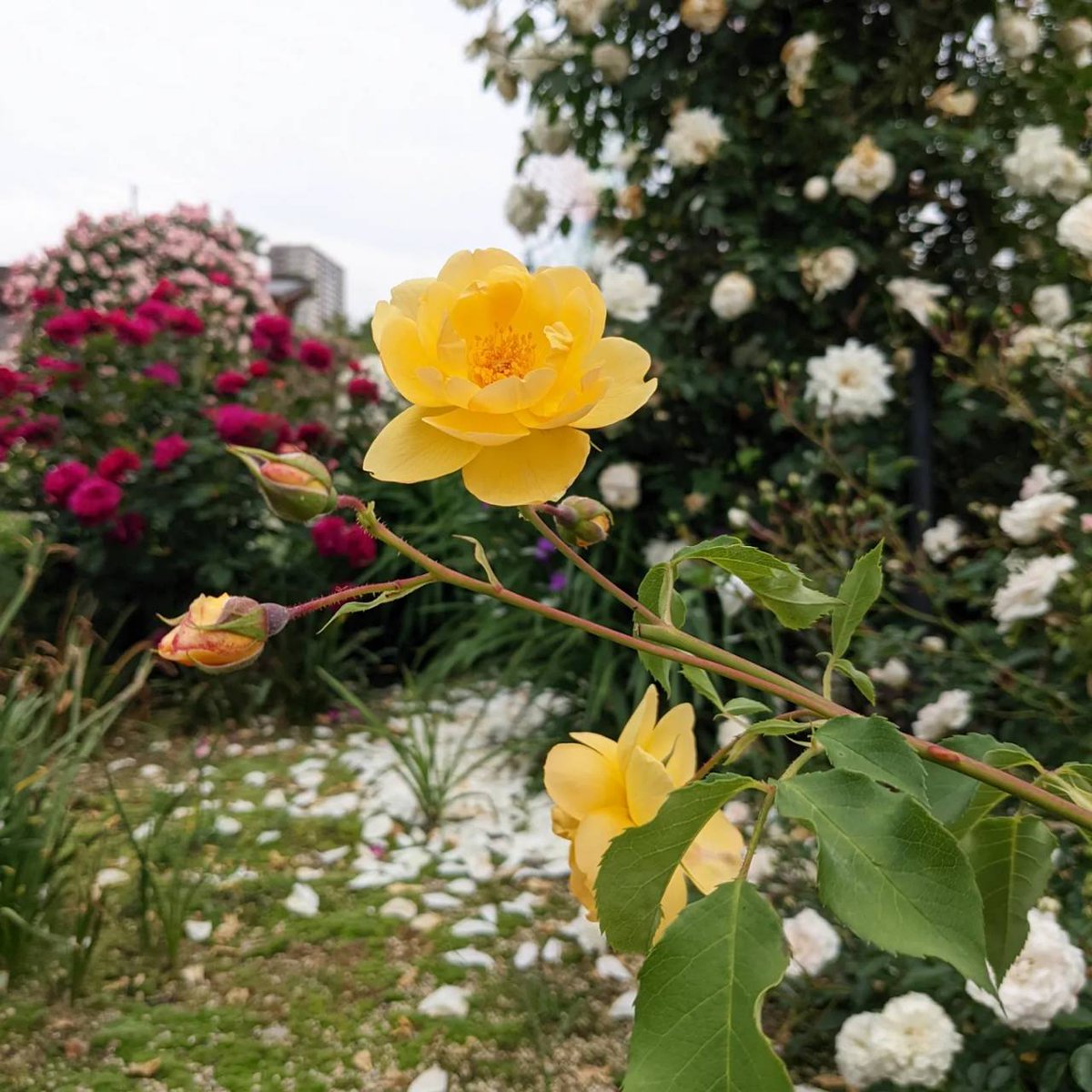 rosa_celestial's tweet photo. 撮り下ろしより
イントゥリーグ、ニューウェーブ、オルソラスピノーラ、バターカップ
SHOP↓
https://t.co/MnEAq31WV8
#天空のバラ園 #バラ https://t.co/8OMGKuTjFg