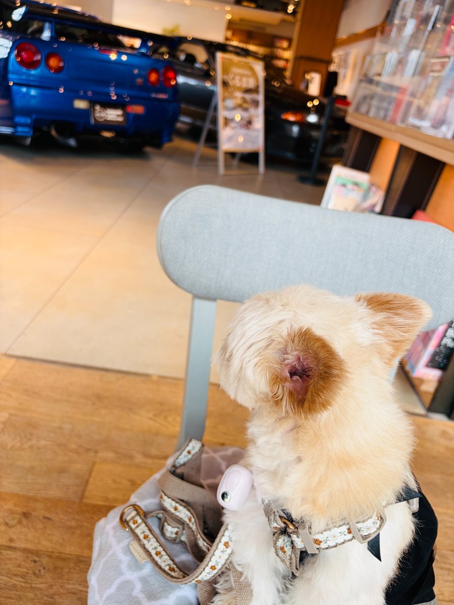 くるま館」はご家族みんなで楽しめます🐶👶🚙 #柏の葉TSITE はドッグ くるま館」はご家族みんなで楽しめます🐶👶🚙 #柏の葉TSITE はドッグ
