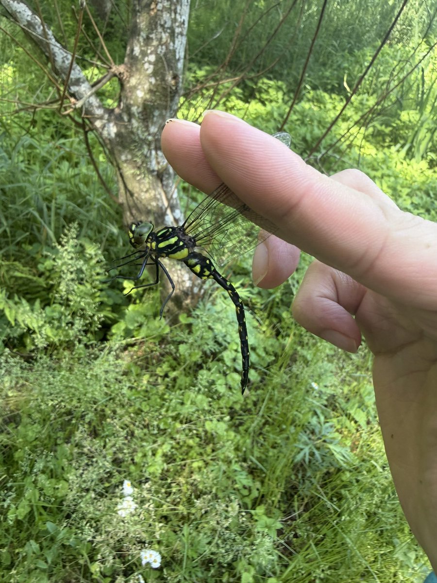 peace_fourwings's tweet photo. あんまりいい写真は撮れんかったけどもサラサメスを沢山拝めて良かった https://t.co/pI456RE9sO