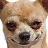 디믹_Dystimic tweet media