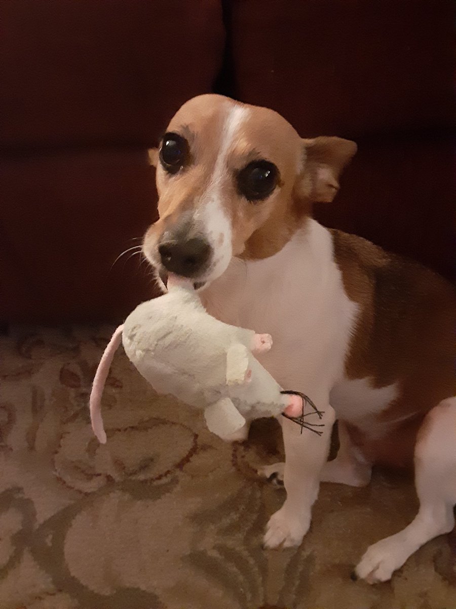 Just a Bama Gal 🇺🇸🍊🐕🧜♀️ tweet media