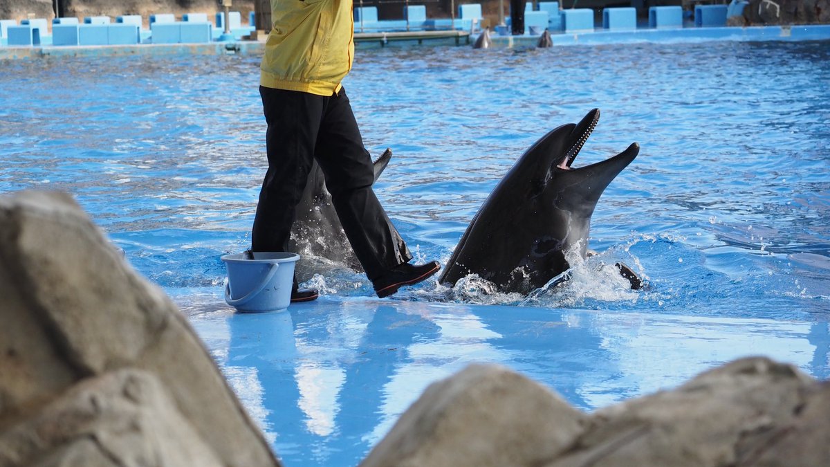 ❌水族館好き(❁ᴗ͈ˬᴗ͈)水族館の生き物 水族館行きたいﾅ……(これはngy)