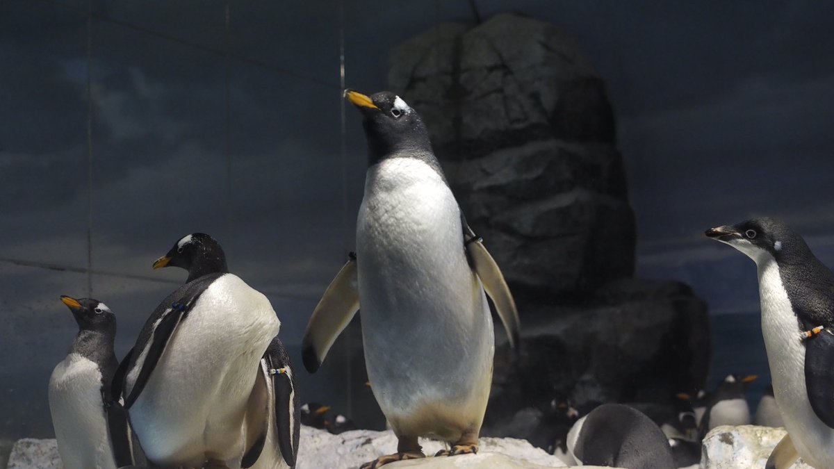 水族館行きたいﾅ……(これはngy)
