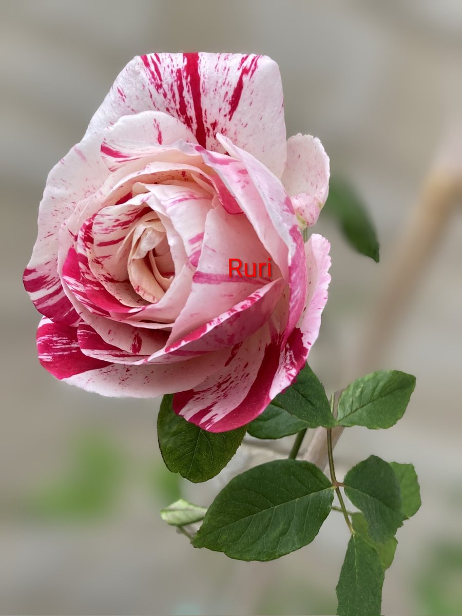 田村一「薔薇」 今日のバラです。 よい一日を🌹 #RoseWednesday #GardensHour