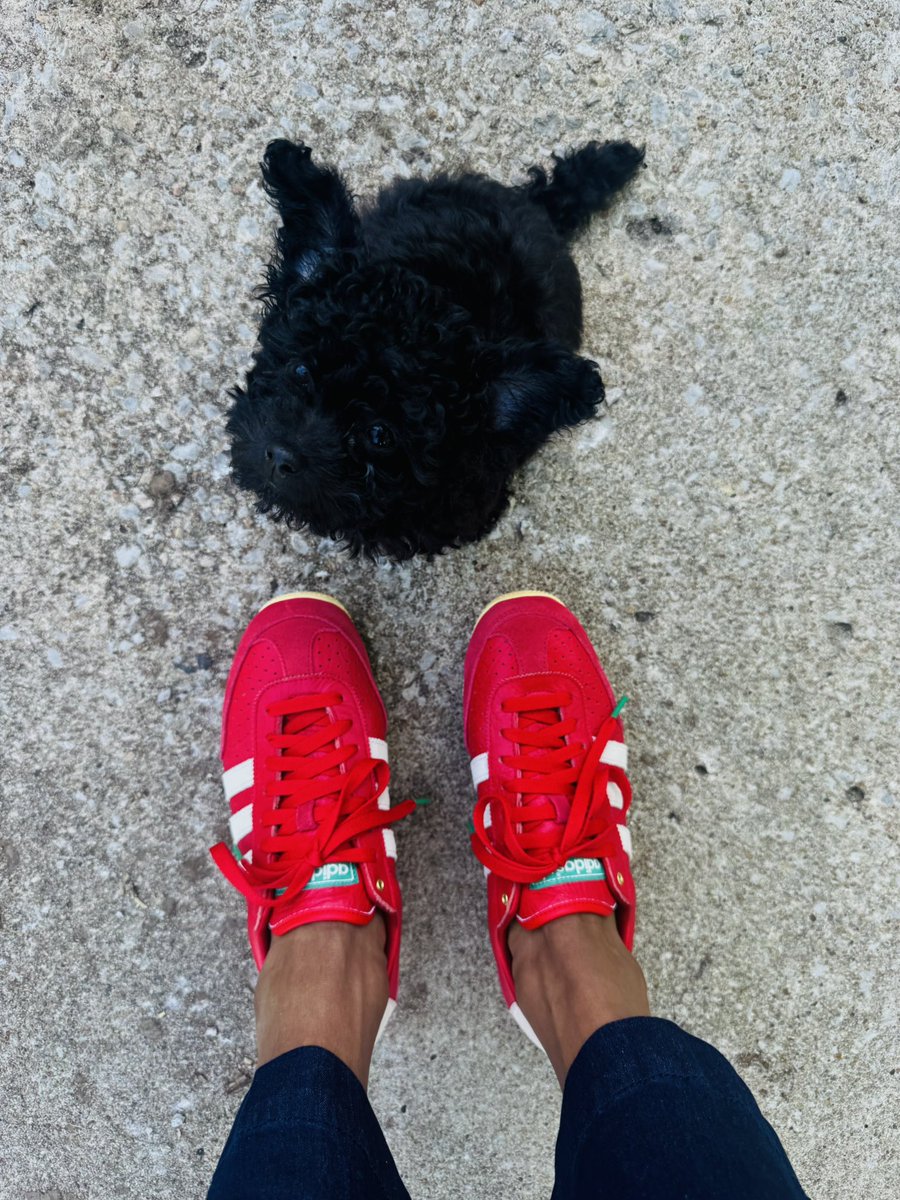_DevonLee's tweet photo. quick drop off. 
144 days sober, got myself a new puppy his name is Onyx and still counting my blessings . https://t.co/tpBg9HDb26