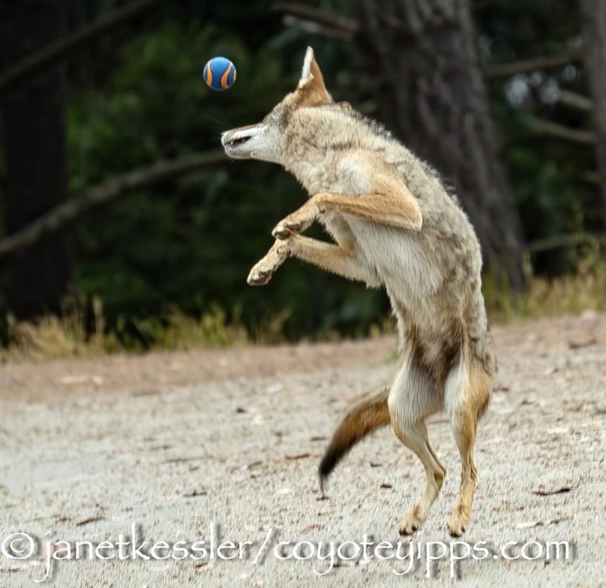eigenyote tweet media