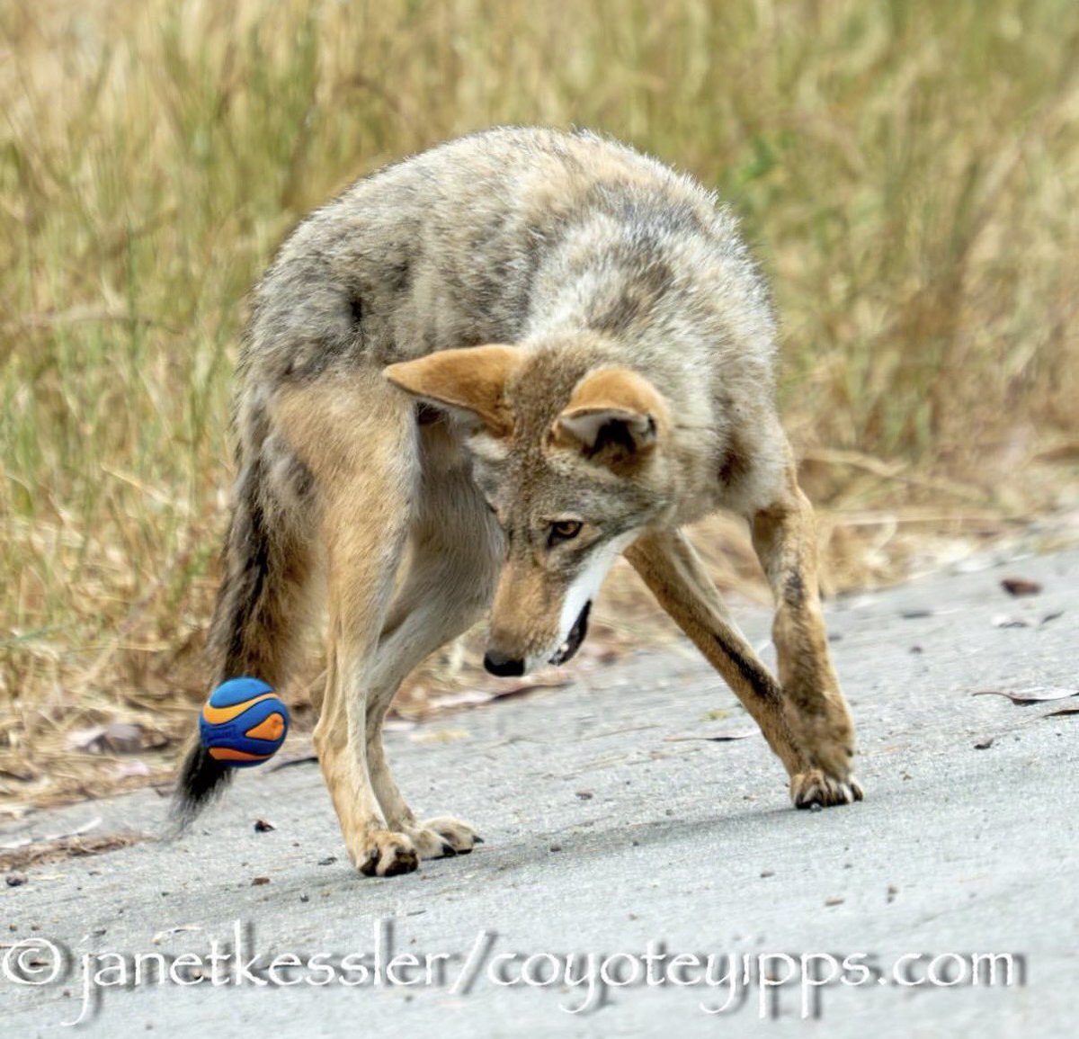 eigenyote tweet media